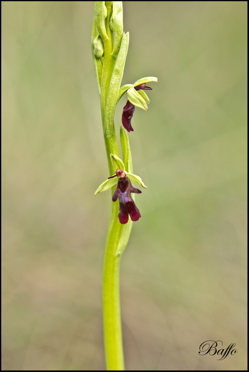 Ophrys insectifera